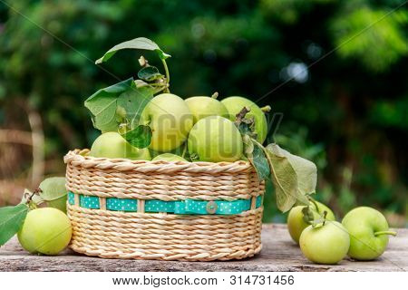 Fresh Ripe Apples In Basket On The Rustic Wooden Table Outdoor. Harvesting Concept