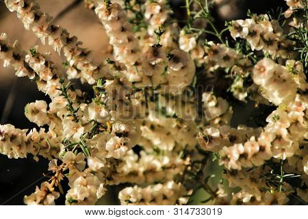 Beautiful And Colorful Salsola Oppositifolia Flowers Under The Sun In Autumn