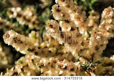 Beautiful And Colorful Salsola Oppositifolia Flowers Under The Sun In Autumn