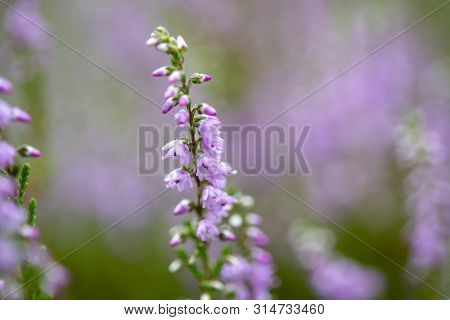 Blossom Of Heather Plant In Kempen Forest, Brabant, Netherland