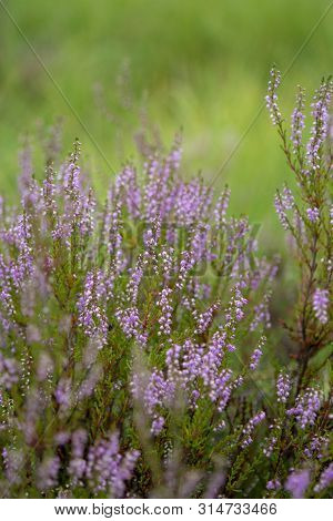 Blossom Of Heather Plant In Kempen Forest, Brabant, Netherland
