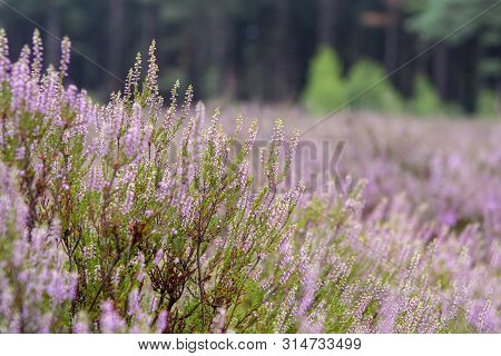 Blossom Of Heather Plant In Kempen Forest, Brabant, Netherland