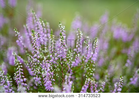 Blossom Of Heather Plant In Kempen Forest, Brabant, Netherland