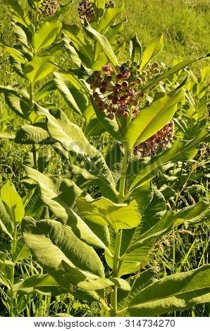 Soft Pink Flowers Of Common Milkweed (asclepias Syriaca)