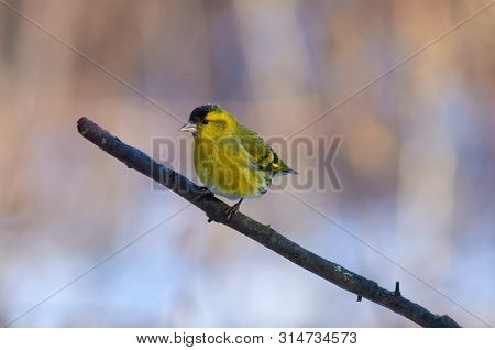 Bird - Siskin (spinus Spinus) Sits On A Thick Branch In The Winter Forest On The Background Of Bushe
