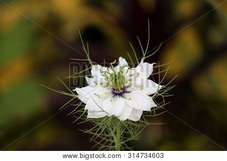 Black Cumin Or Nigella Sativa Or Black Caraway Or Nigella Or Roman Coriander Or Kalojeere Or Kalonji