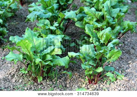 Beetroot Or Beta Vulgaris Or Beet Or Table Beet Or Garden Beet Or Red Beet Or Golden Beet Plants Wit