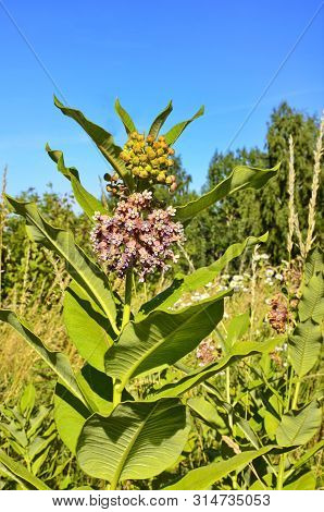 Soft Pink Flowers Of Common Milkweed (asclepias Syriaca)