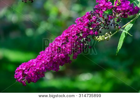 Closeup Of Buddleia Or Buddleja, Buddleia Davidii In Bloom. Plant Is Commonly Known As The Butterfly