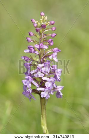 Common Fragrant Orchid - Gymnadenia Conopsea 
Flower Spike