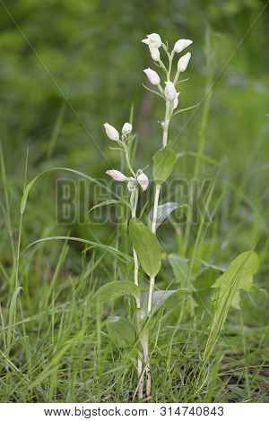 White Helleborine - Cephalanthera Damasonium
White Woodland Orchids