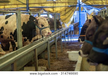 Animal For The Feast Of Sacrifice. (kurban Bayrami, Aid Al Adha) Sacrifice Holiday. Turkey.