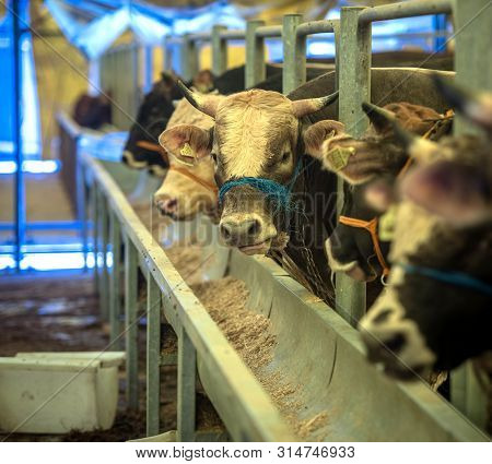 Animal For The Feast Of Sacrifice. (kurban Bayrami, Aid Al Adha) Sacrifice Holiday. Turkey.