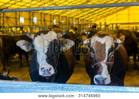 Animal For The Feast Of Sacrifice. (kurban Bayrami, Aid Al Adha) Sacrifice Holiday. Turkey.