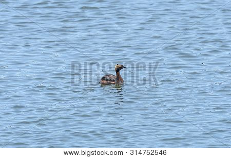 Horned Grebe In A Coastal Estuary In The Assateague Island National Seashore In Maryland