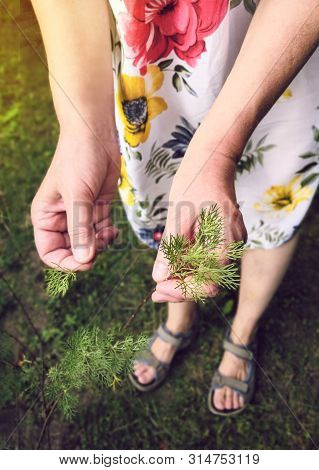 Hands Of Woman Gathering Sage-brush Herbs In Flower Dress On Sunny Day Outdoor On Garden With Sandal