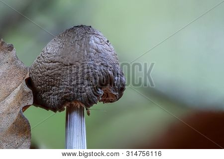 Dark Brown Mushroom In The Undergrowth, Pluteus Cervinus, Which Is A Bit Older