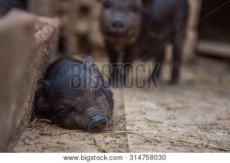 Little Pigs Sleeping In A Farm Near The Trough. Group Of Black Baby Pigs Play And Sleep In The Dirt.