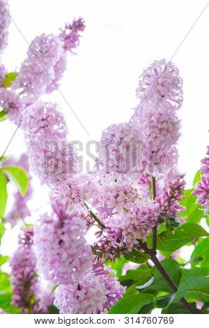 Lilac Shrub Flowers Blooming In Spring Garden. Common Lilac Syringa Vulgaris Bush Branches On White 