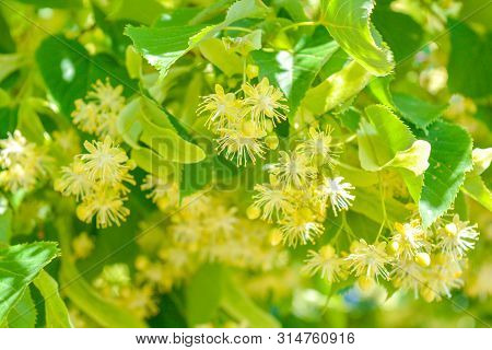 Flowers Of Blossoming Tree Linden Wood, Used For Pharmacy, Apothecary, Natural Medicine And Healing 