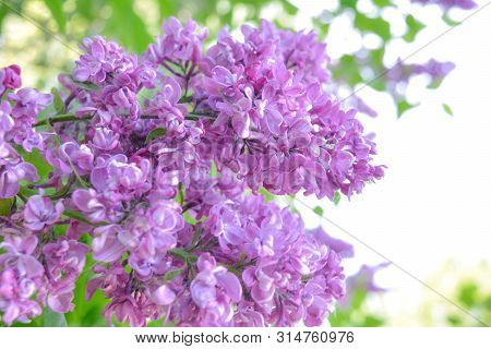 Lilac Shrub Flowers Blooming In Spring Garden. Common Lilac Syringa Vulgaris Bush. Close-up With Sof