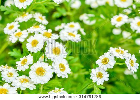 White And Yellow Flowers Of Feverfew Pyrethrum Or Tanacetum Corymbosum Or Chrysanthemum Parthenium C