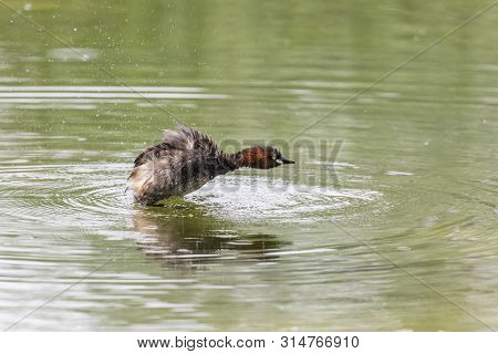 Little Grebe - Tachybaptus Ruficollis - At A Wetland, Beijing, China