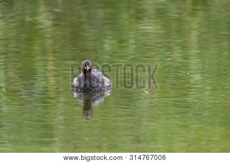 Little Grebe - Tachybaptus Ruficollis - At A Wetland, Beijing, China
