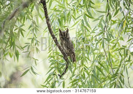 Oriental Scops Owl (otus Sunia) ,  At Beijing, China