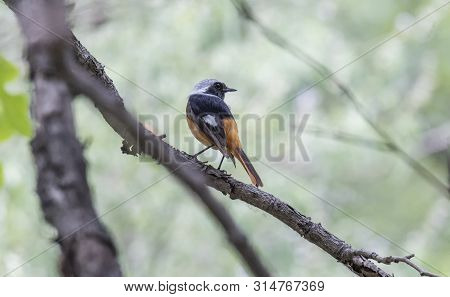 Daurian Redstart  Bird At Beijing, China,  Phoenicurus Auroreus