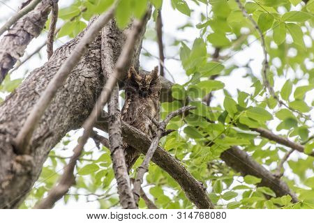 Oriental Scops Owl (otus Sunia) ,  At Beijing, China