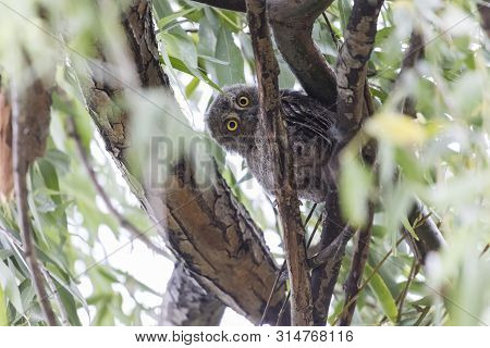 Oriental Scops Owl (otus Sunia) ,  At Beijing, China