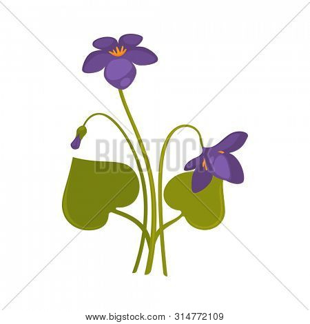 Violets bunch isolated on white close up  picture. Colorful bouquet of forest purple soft flowers with thin green stems and big leaves. One straight and two bent violet flowers on white
