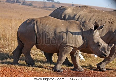 B Rhino