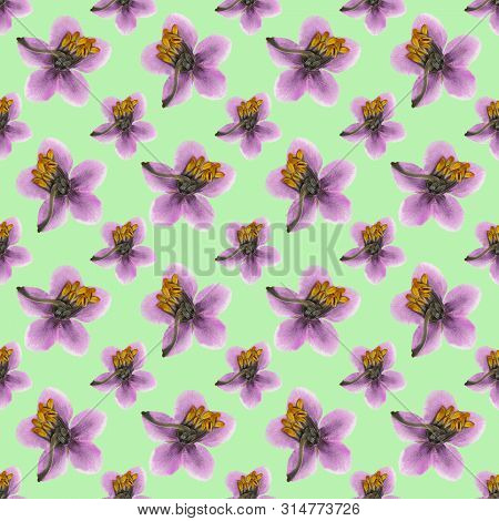 Pyrola. Texture Of Flowers. Seamless Pattern For Continuous Replicate. Floral Background, Photo Coll