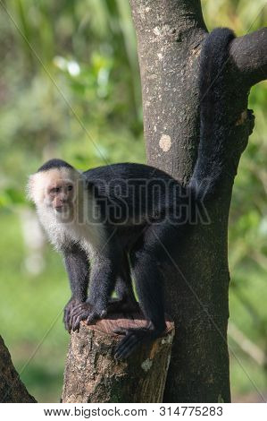 White-headed Capuchin Monkey (cebus Capucinus) Resting In National Park Manuel Antonio - Costa Rica
