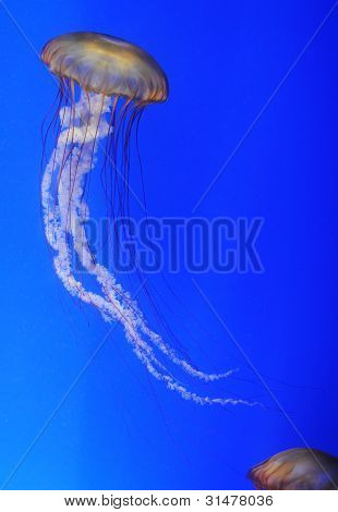 Chrysaora fuscescens medúzy