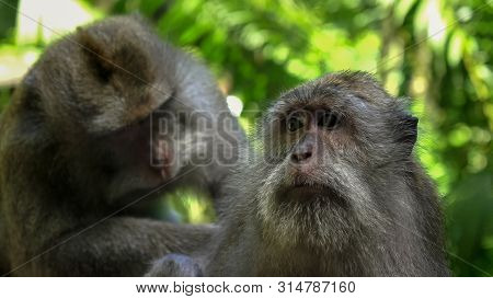 Close Up Of A Macaque Being Deloused At Ubud Monkey Forest, Bali