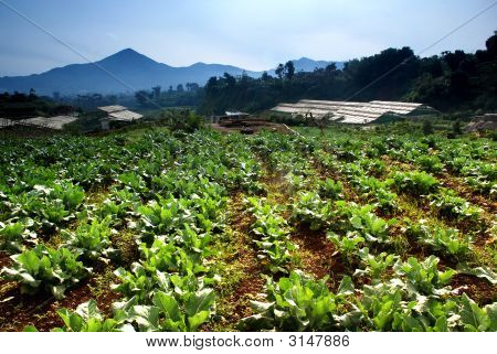 Terreno agricolo tropicale