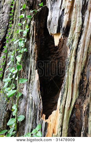 Corteccia di albero di canfora