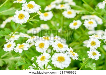 White And Yellow Flowers Of Feverfew Pyrethrum Or Tanacetum Corymbosum Or Chrysanthemum Parthenium C