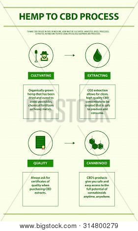 Hemp To Cbd Process Vertical Infographic, Healthcare And Medical Illustration About Cannabis