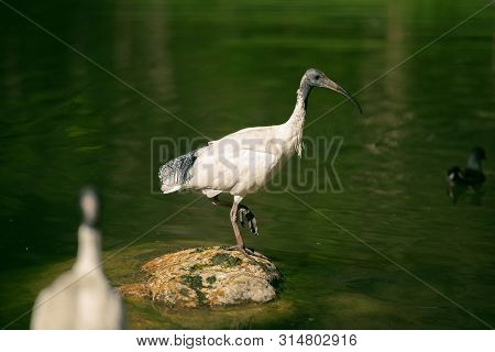 Australian White Ibises
