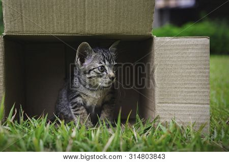 Cute Little Kittens Are Playing In The Box On The Grass In Front Of The House.