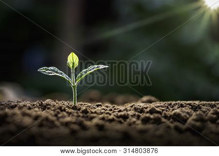 Natural Plant Growth In The Morning With Mild Sunlight In The Morning