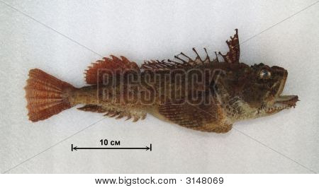 Подводная жизнь Курильских островов: Hemitripterus Villosus