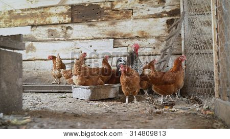 Group Of Hens Feeding On Barn Yard On Sunset. Brown Hens Looking For Food In Farm Yard. Chickens Sta