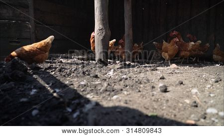 Group Of Hens Feeding On Barn Yard On Sunset. Brown Hens Looking For Food In Farm Yard. Chickens Sta