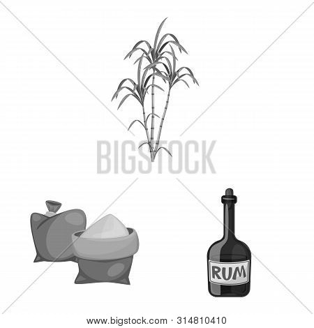 Vector Illustration Of Sugarcane And Cane Logo. Set Of Sugarcane And Field Stock Vector Illustration