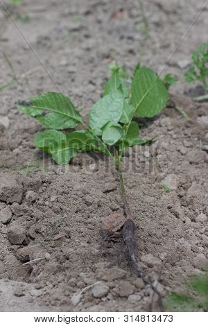 Sprout Of A Young Walnut, On Ground Background